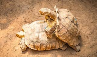 西霞口野生动物园门票